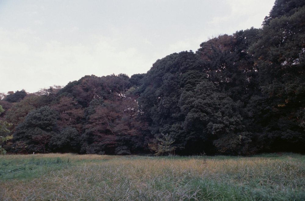 勝坂の照葉樹林