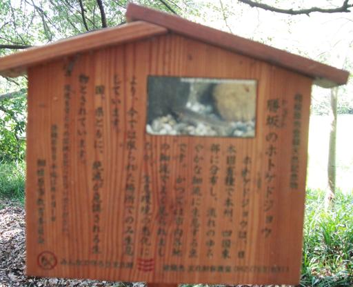 勝坂のホトケドジョウ